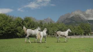Stanglwirt Lipizzaner-Gestüt